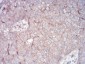 RALA Antibody